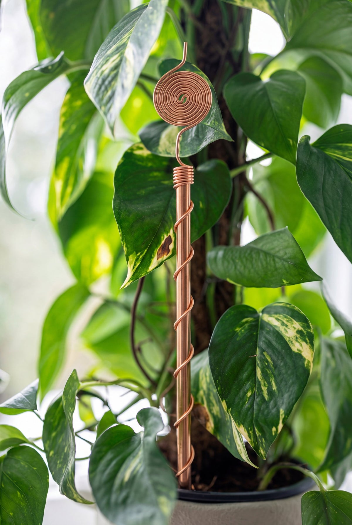 Antenne d'électroculture en cuivre Kopero de 30 cm près d'une plante d'intérieur