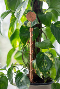 Antenne d'électroculture en cuivre Kopero de 30 cm près d'une plante d'intérieur