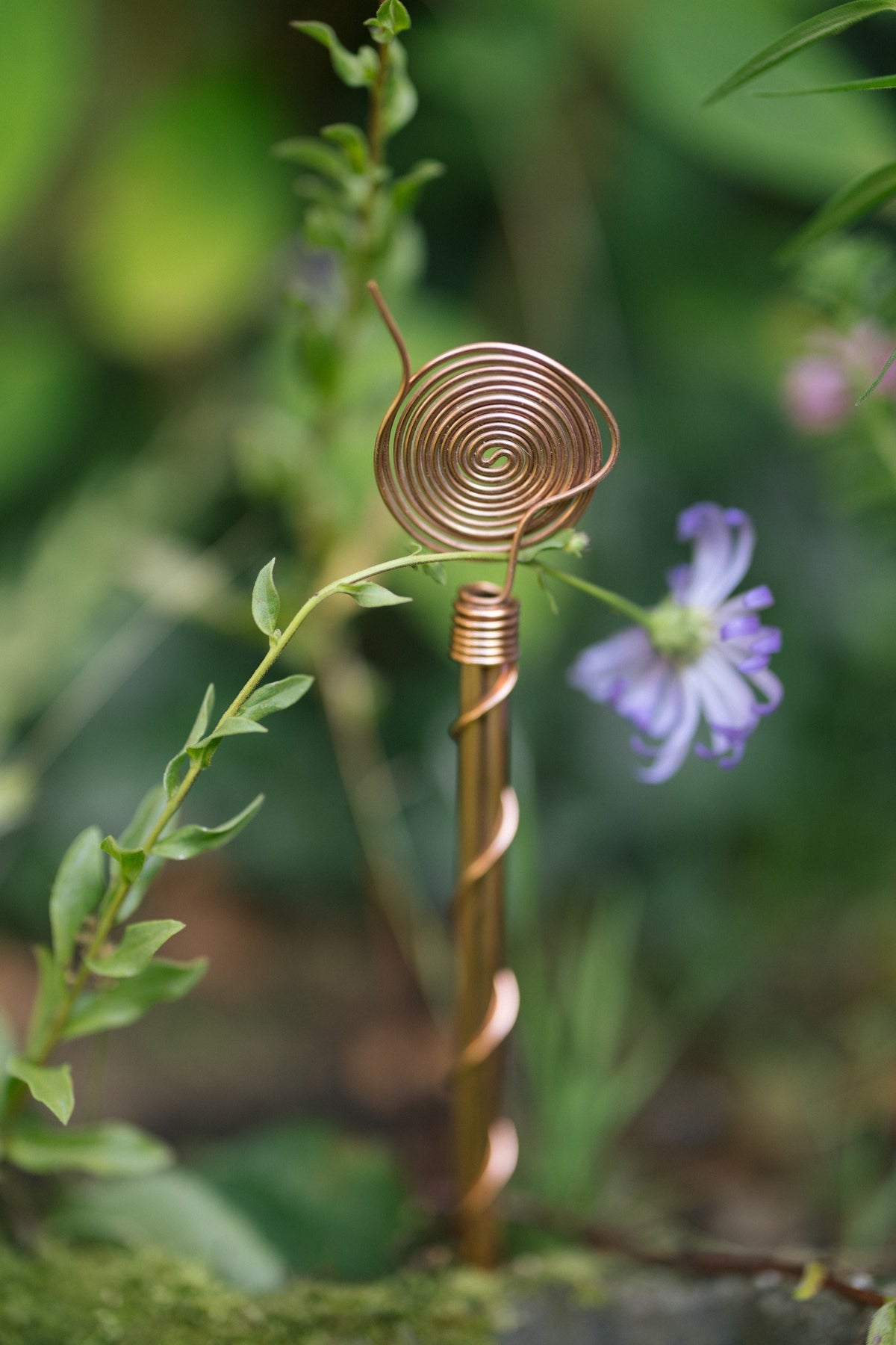 Kopero Elektrocultuur 30 cm, met een takje om de koperen spiraal in een plantenbak