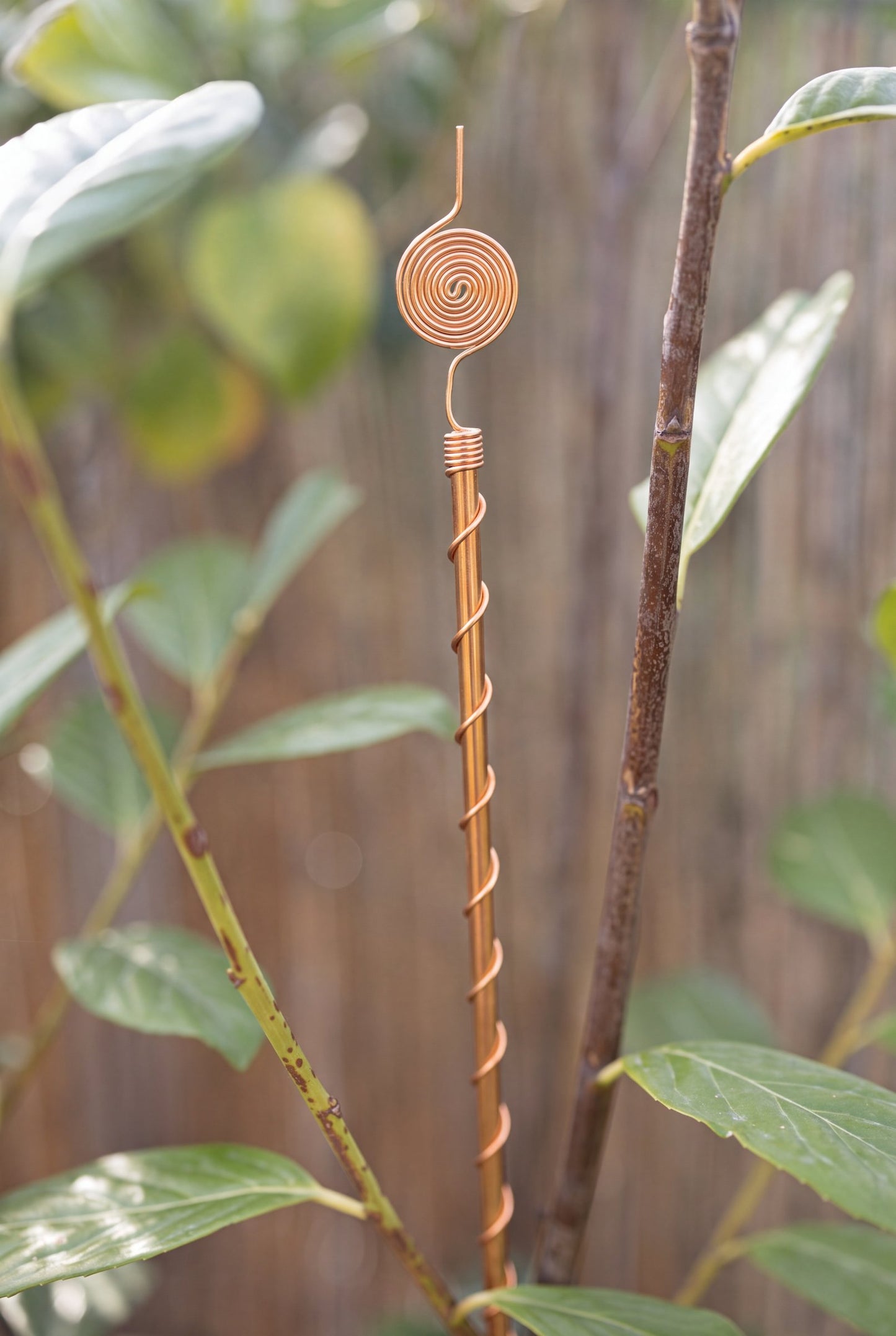 Antenne d'électroculture en cuivre Kopero de 60 cm près d'une plante grimpante au jardin
