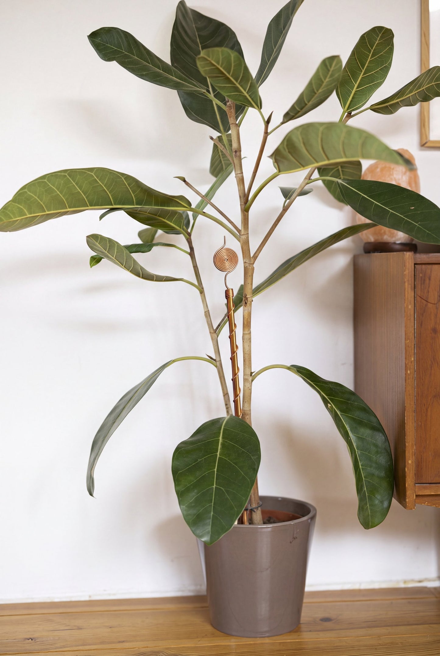 Antenne d'électroculture en cuivre Kopero de 60 cm dans un pot avec une grande plante d'intérieur