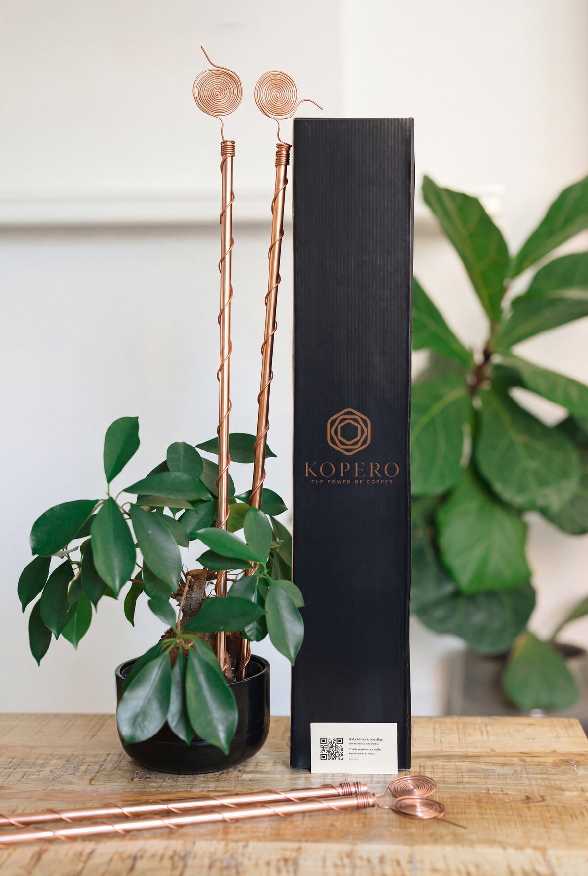 Kopero Elektrocultuur 60 cm, met de zwarte merkdoos en een kamerplant